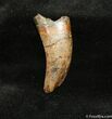 Spectacular Inch Nanotyrannus Tooth (or T-Rex) #716-1